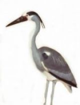Heron Scarers