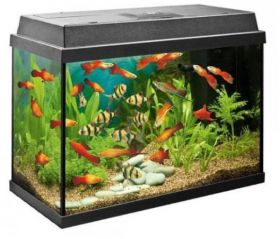 Juwel Rekord 700 Aquarium Black
